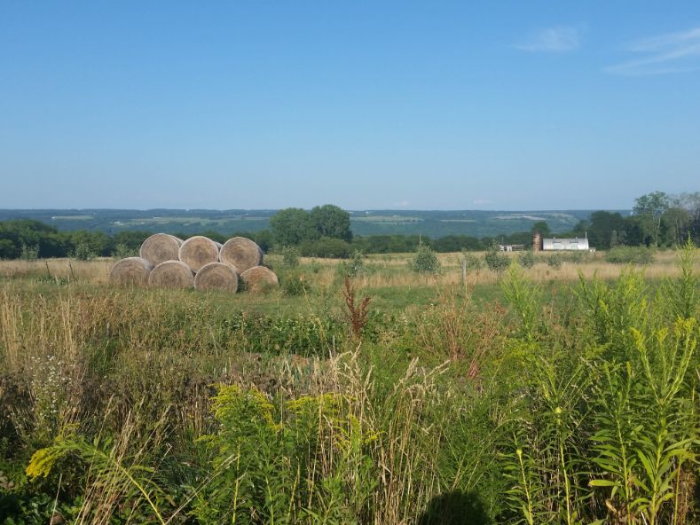 landscape of farm with bales of rolled hay